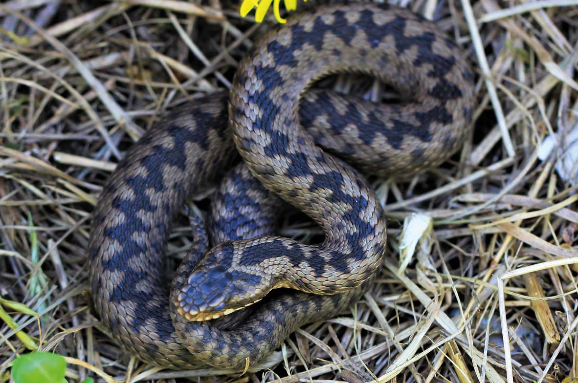 Adder
