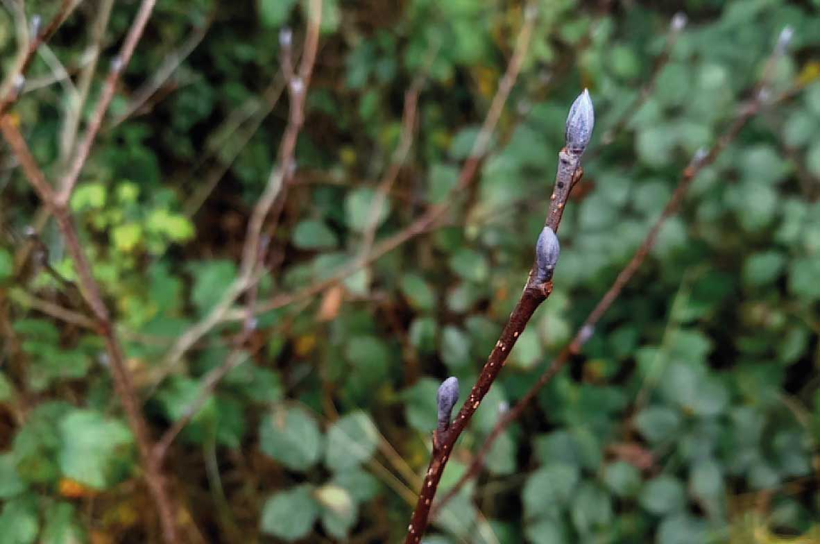 Alder-Buds
