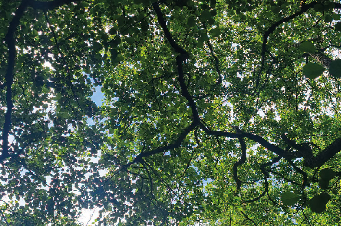 Alder-Trees