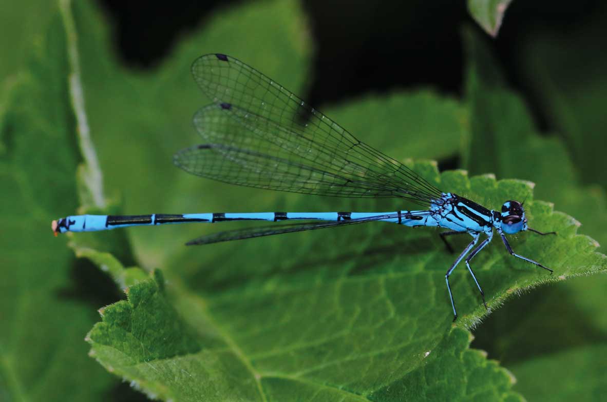 Azure-Damselfly