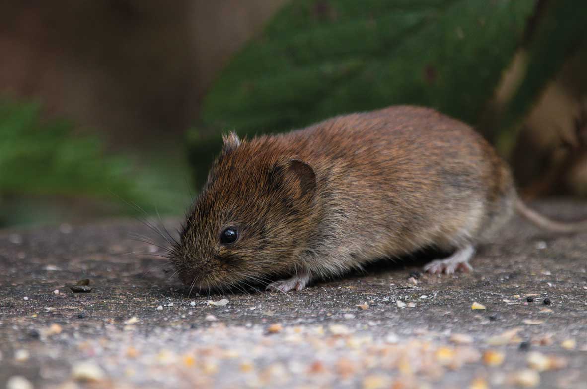 Bank-Vole