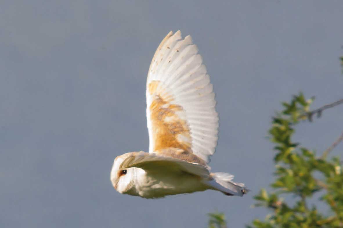Barn-Owl