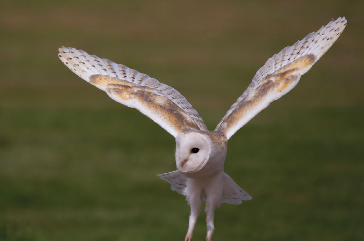 Barn-Owl-2