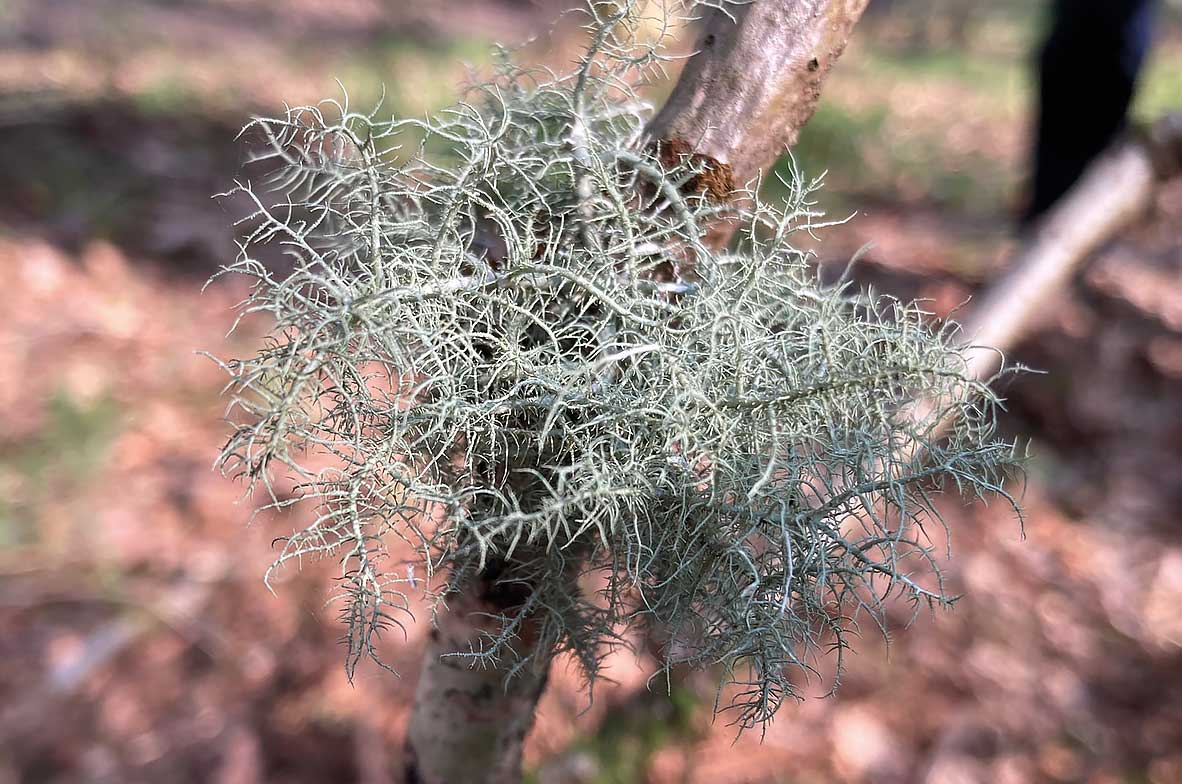 Beard-Lichen