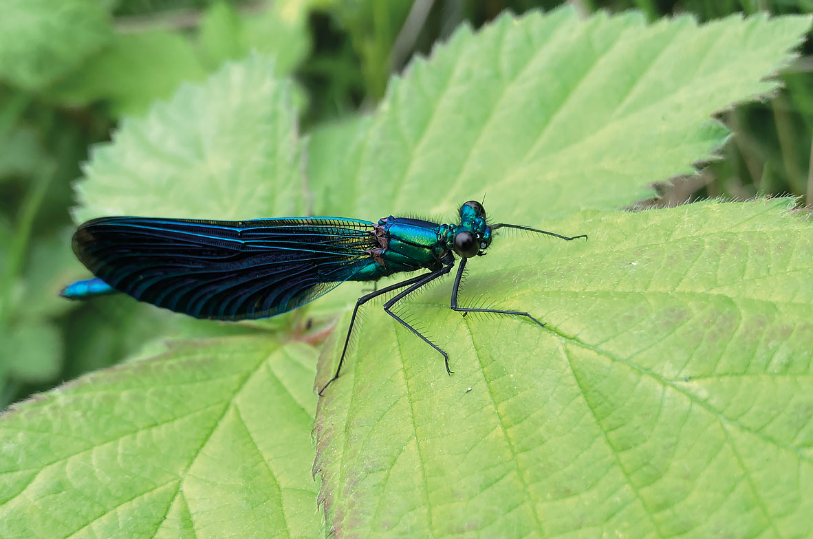 Beautiful-Demoiselle