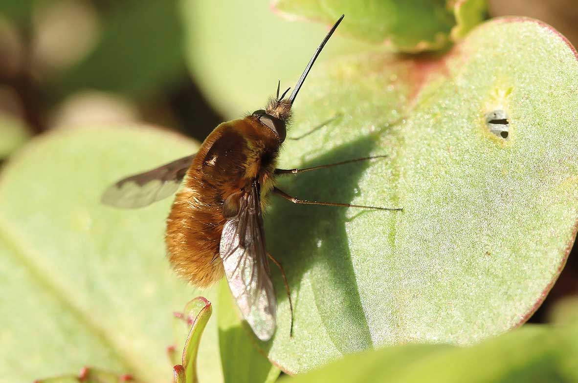 Bee-Fly