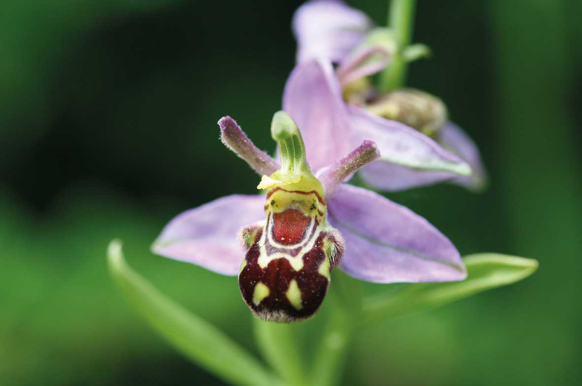 Bee-Orchid