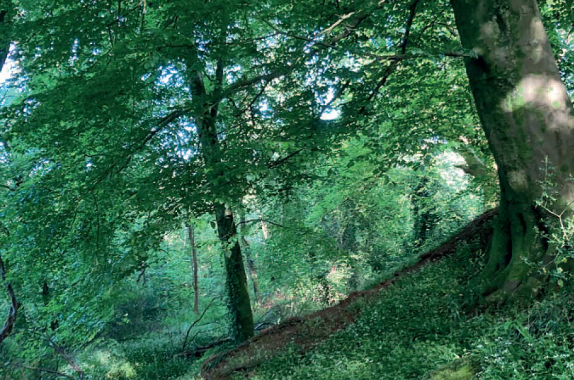 Beech