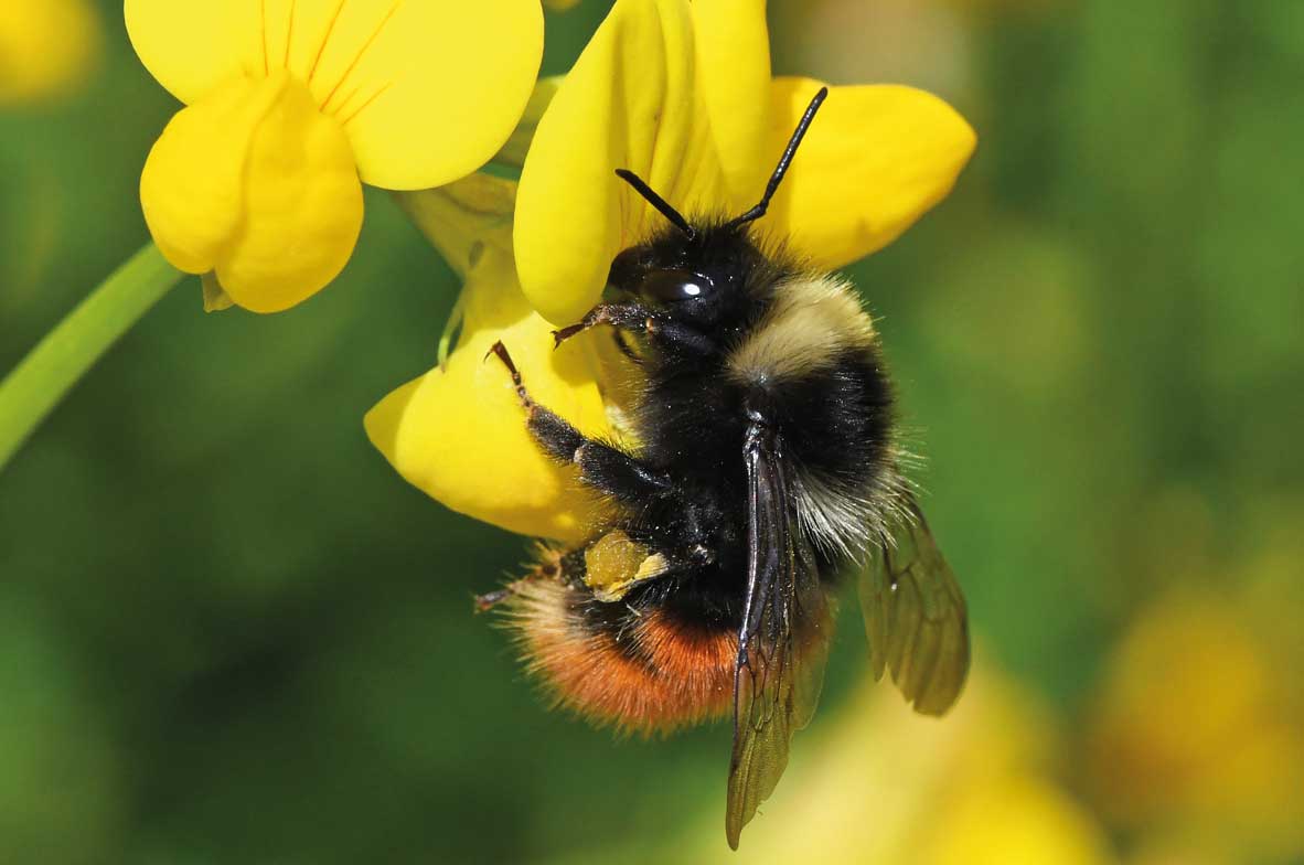 Bilberry-Bumblebee