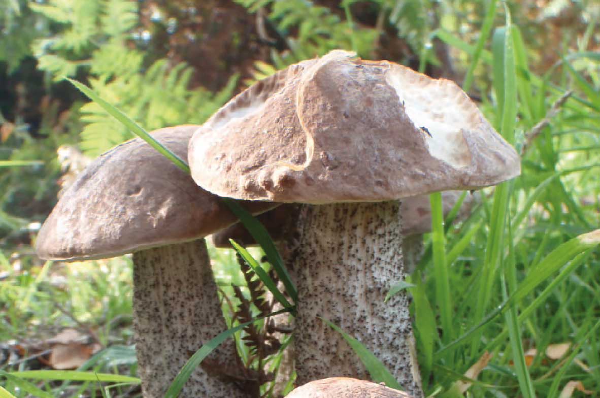 Birch-Bolete-Fungi
