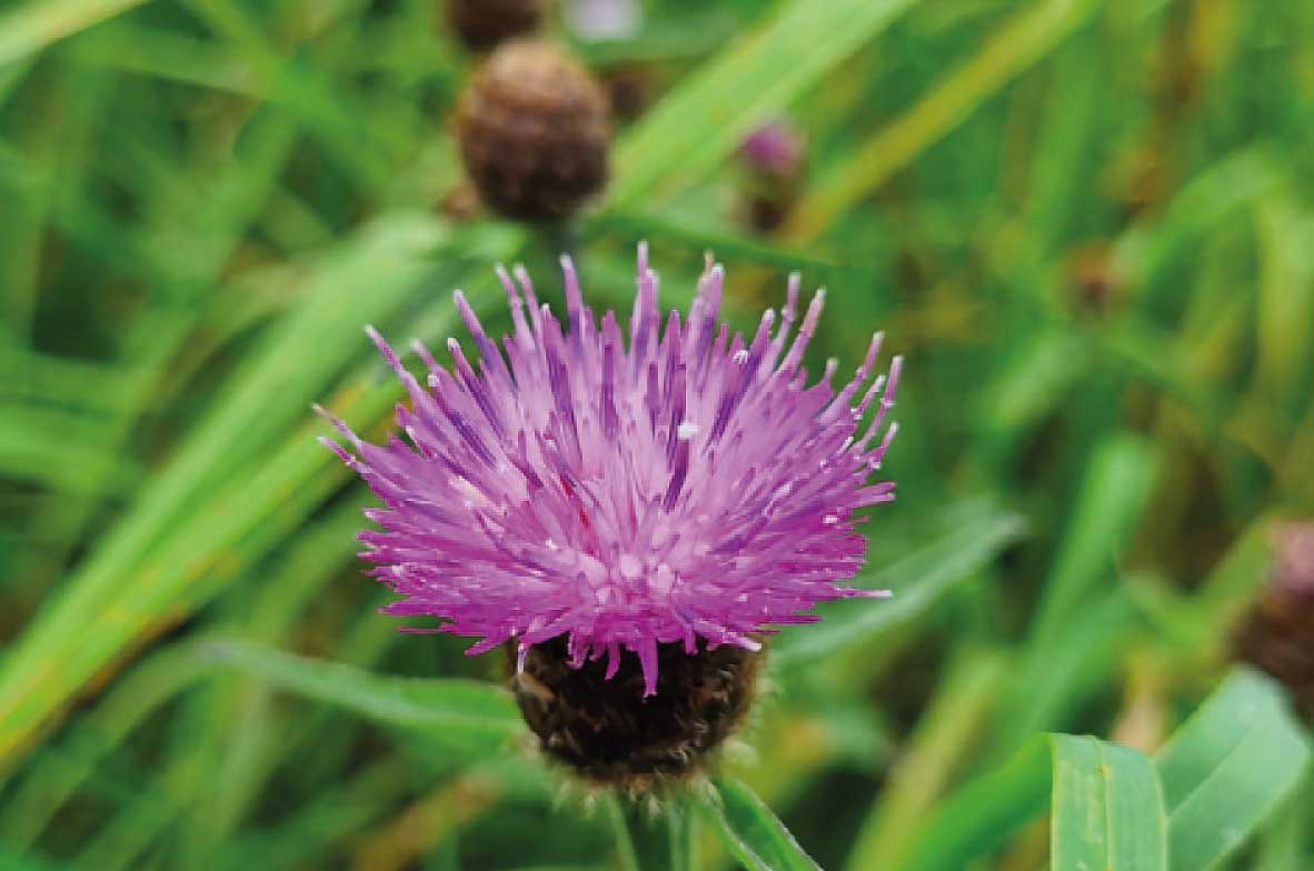 Black-Knapweed