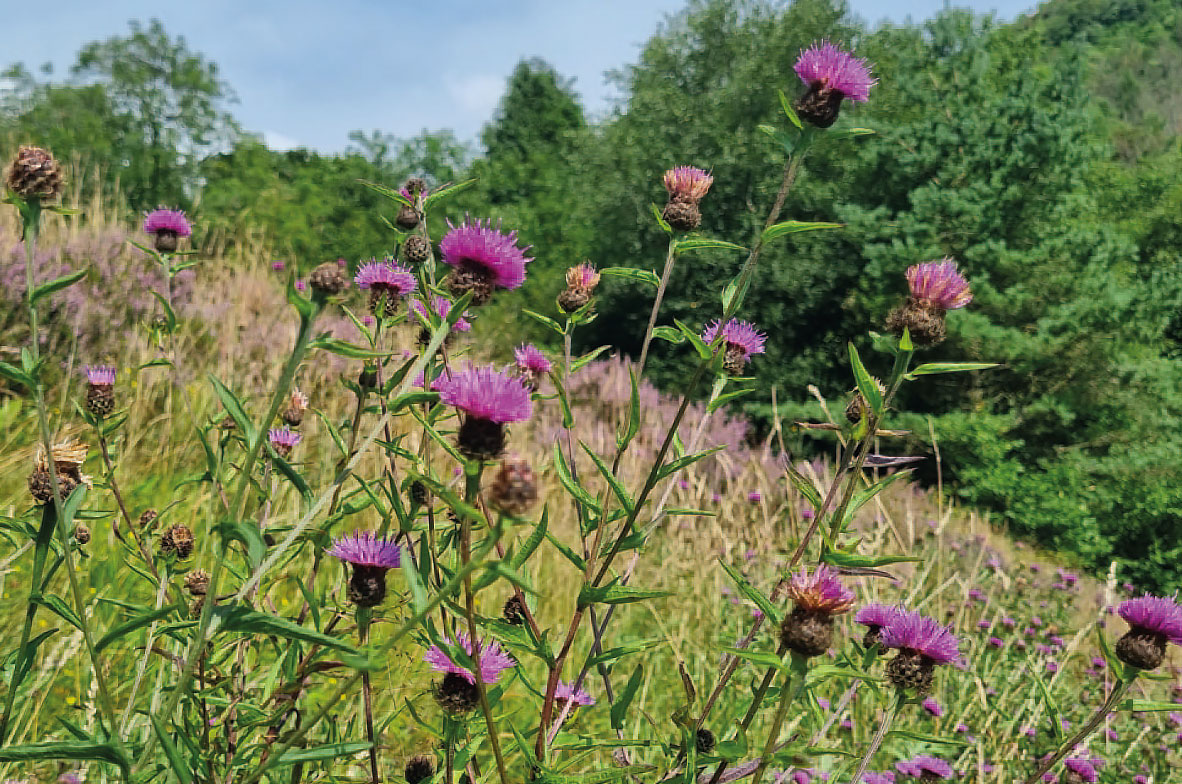 Black-Knapweed2