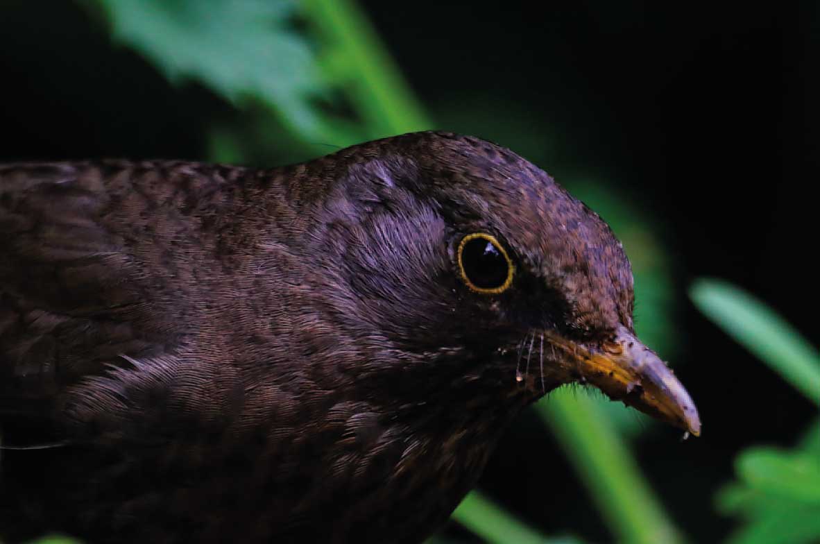 Blackbird