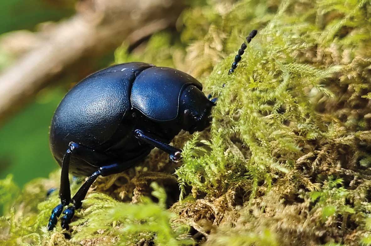Bloody-Nosed-Beetle