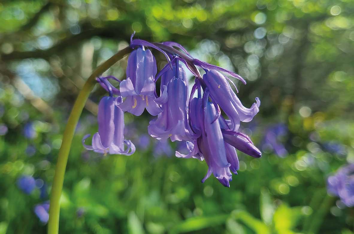 BlueBells