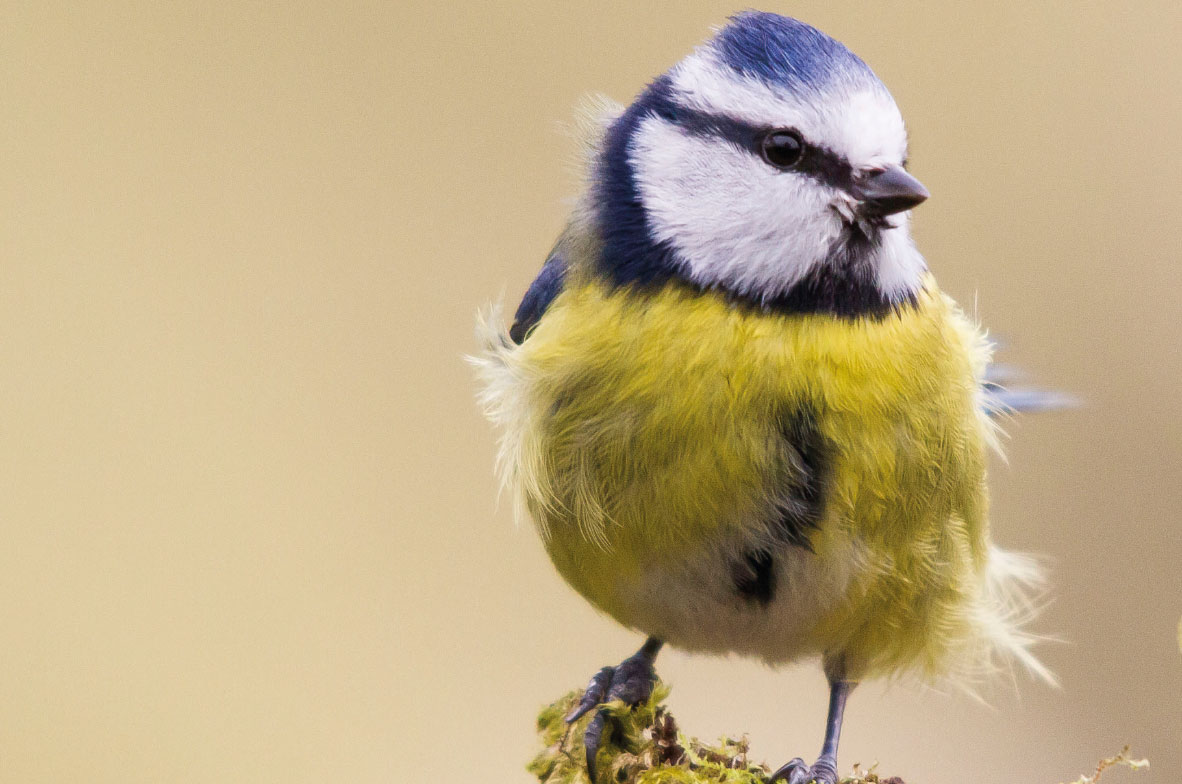 Blue-Tit-2