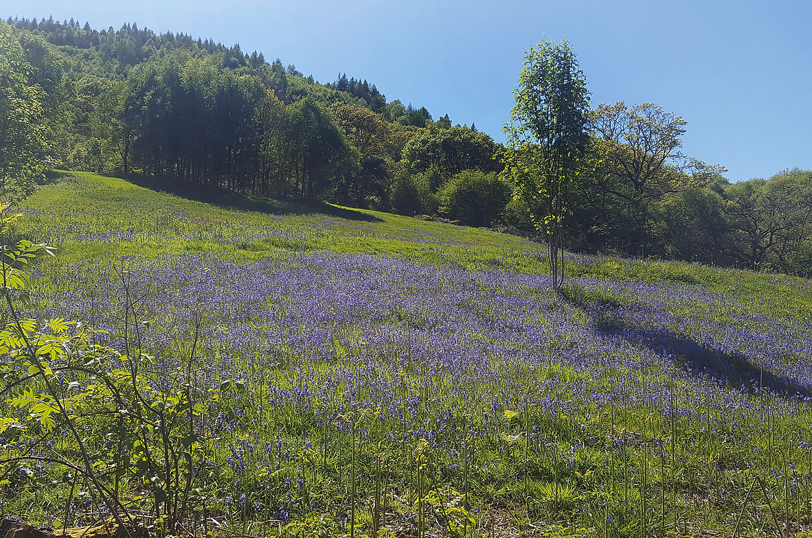 Bluebells-2