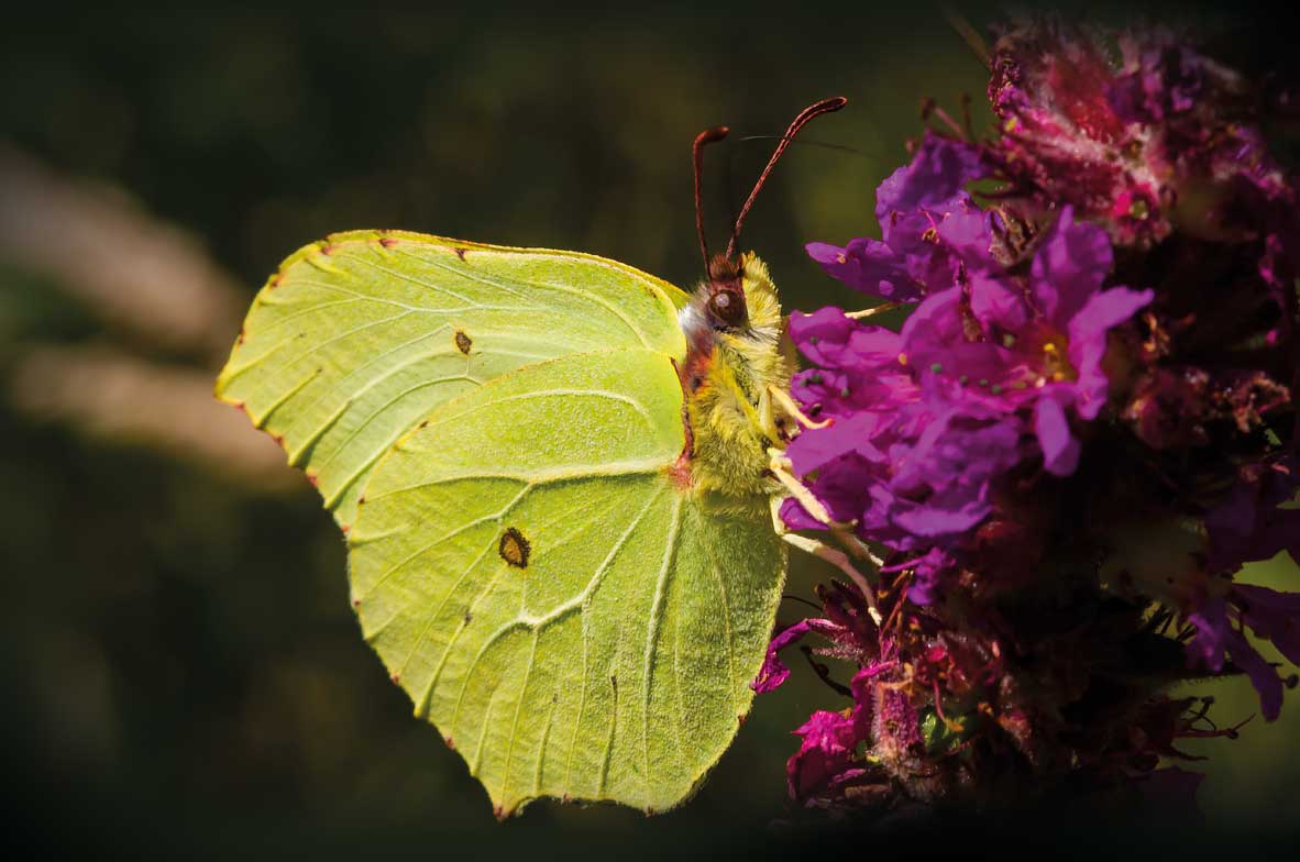 Brimstone