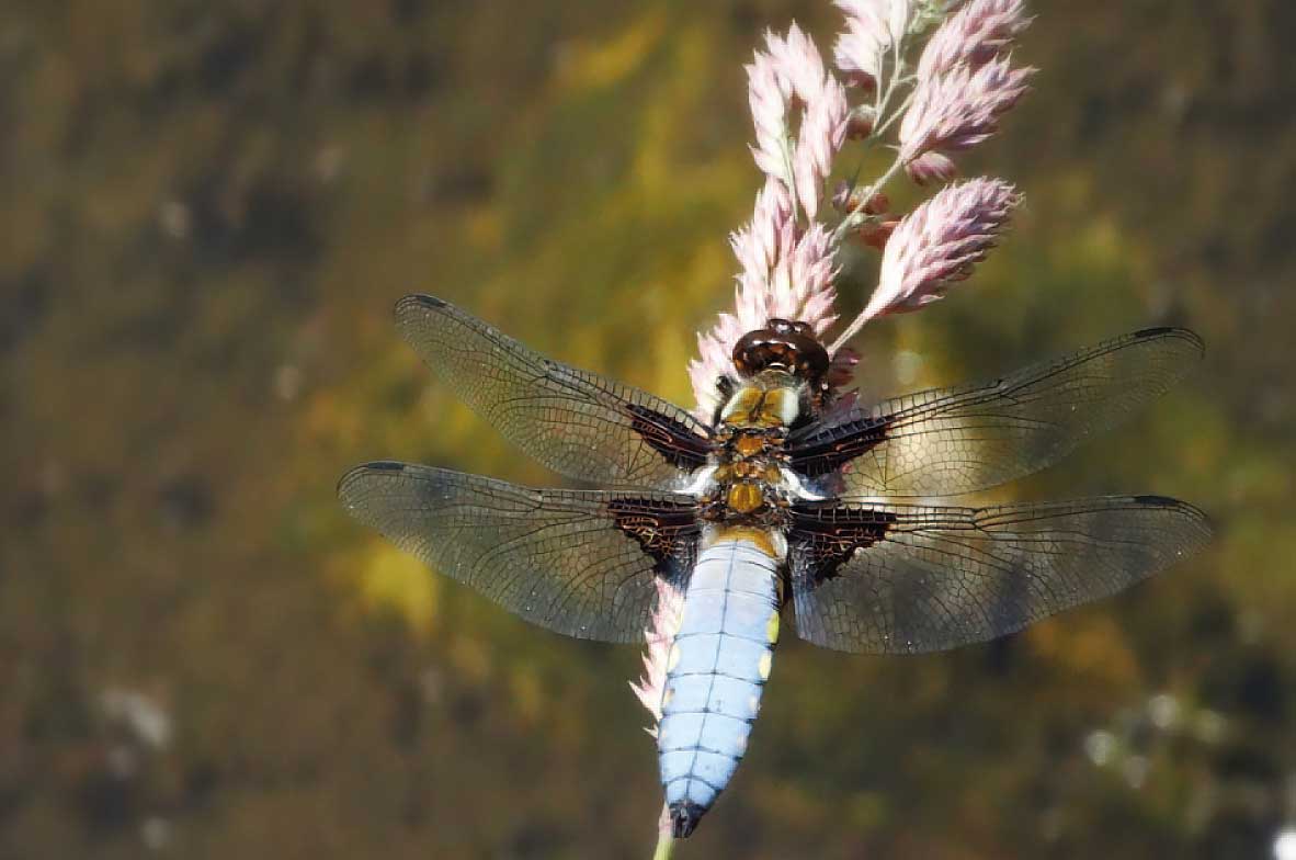 Broad-Bodied-Chaser