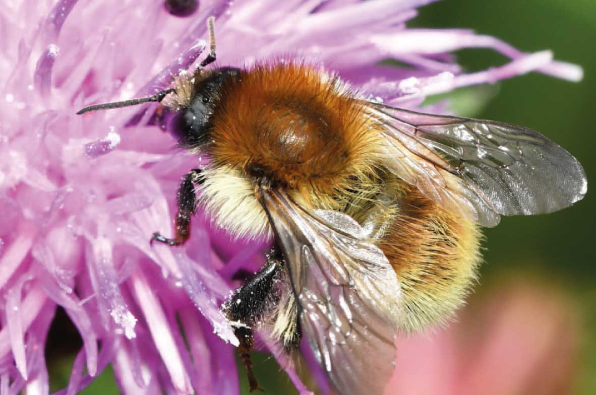 Brown-Banded-Carder-Bee