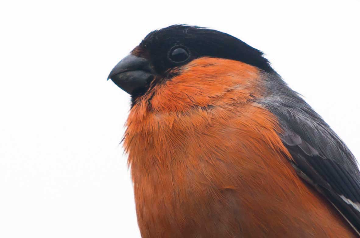 Bullfinch