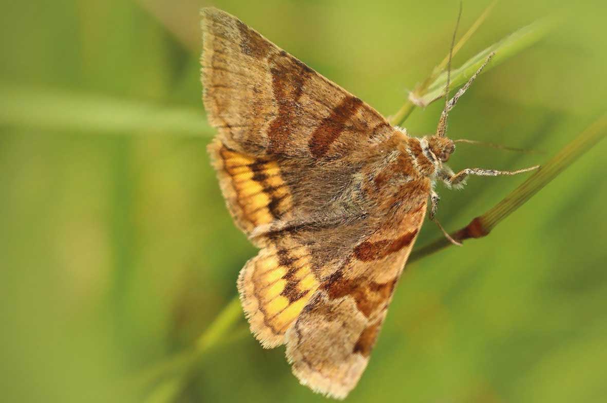Burnet-Companion
