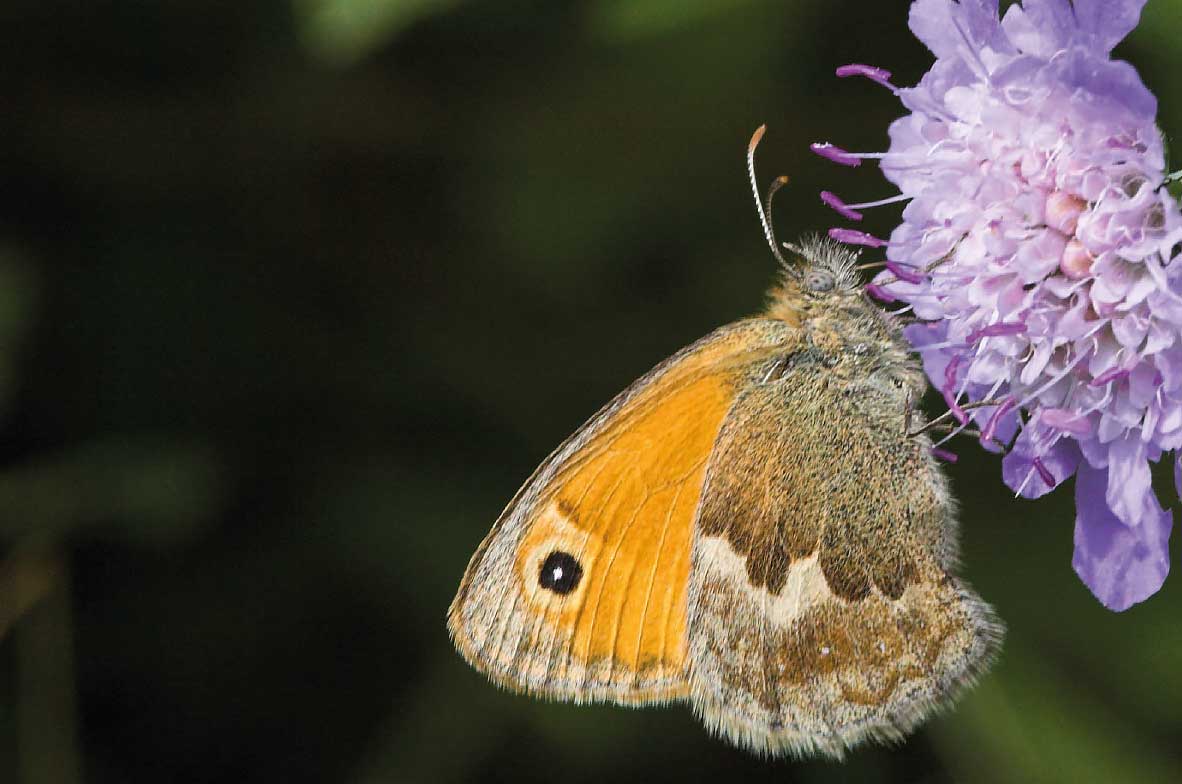 Butterfly-Conservation