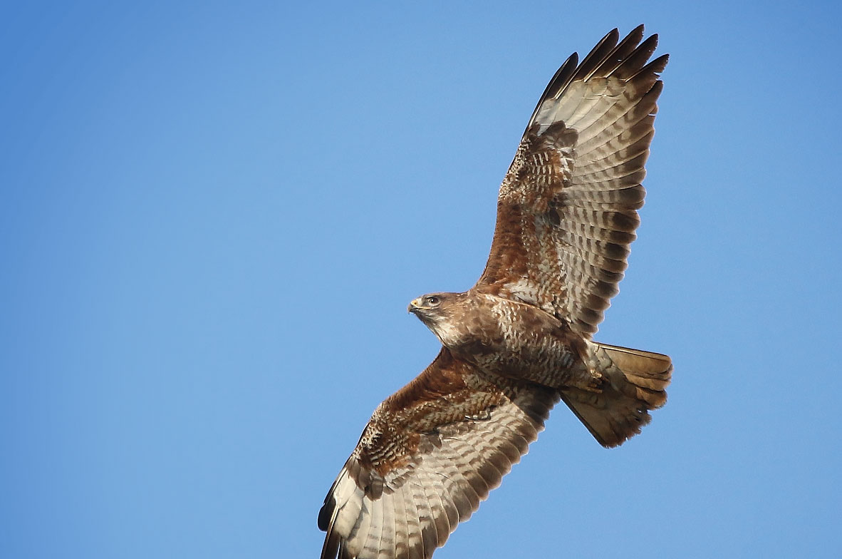 Buzzard-2