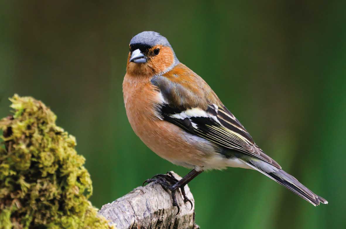 Chaffinch
