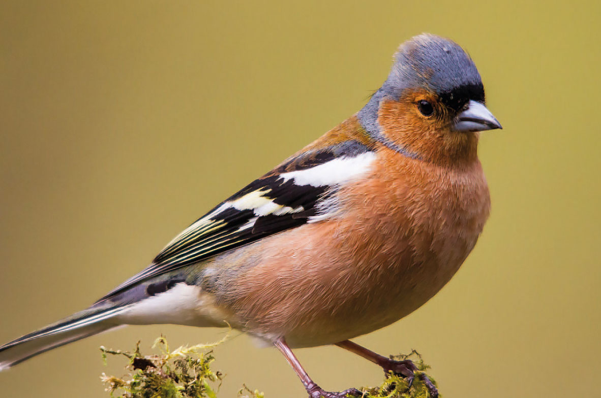 Chaffinch-2
