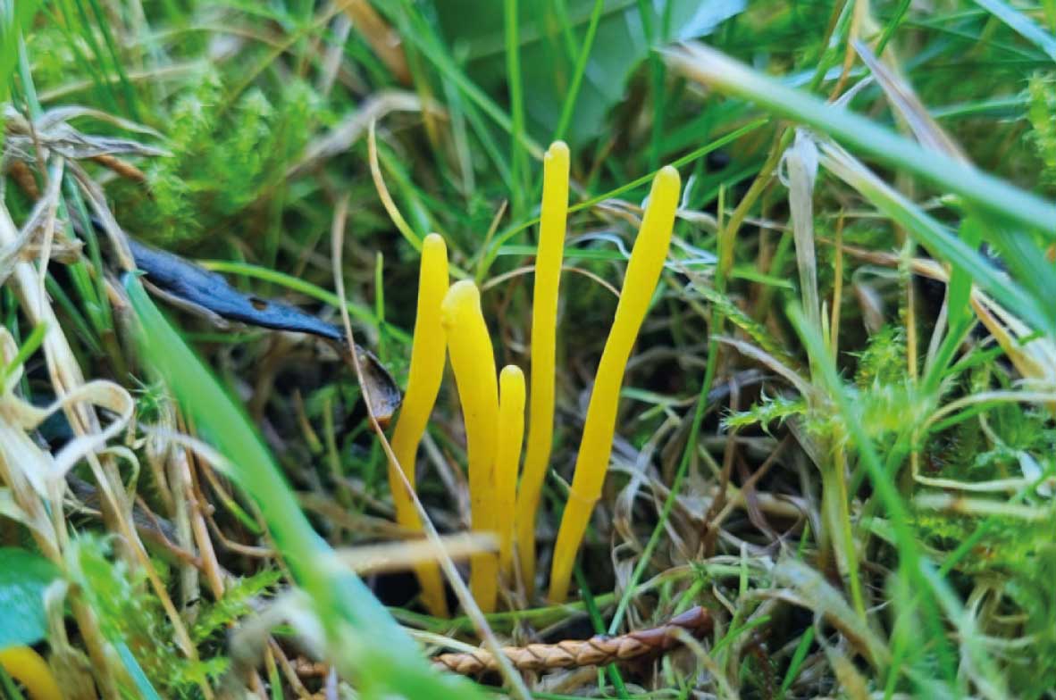 Club-Fungus
