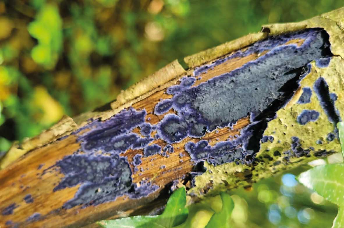 Cobalt-Crust-Fungus