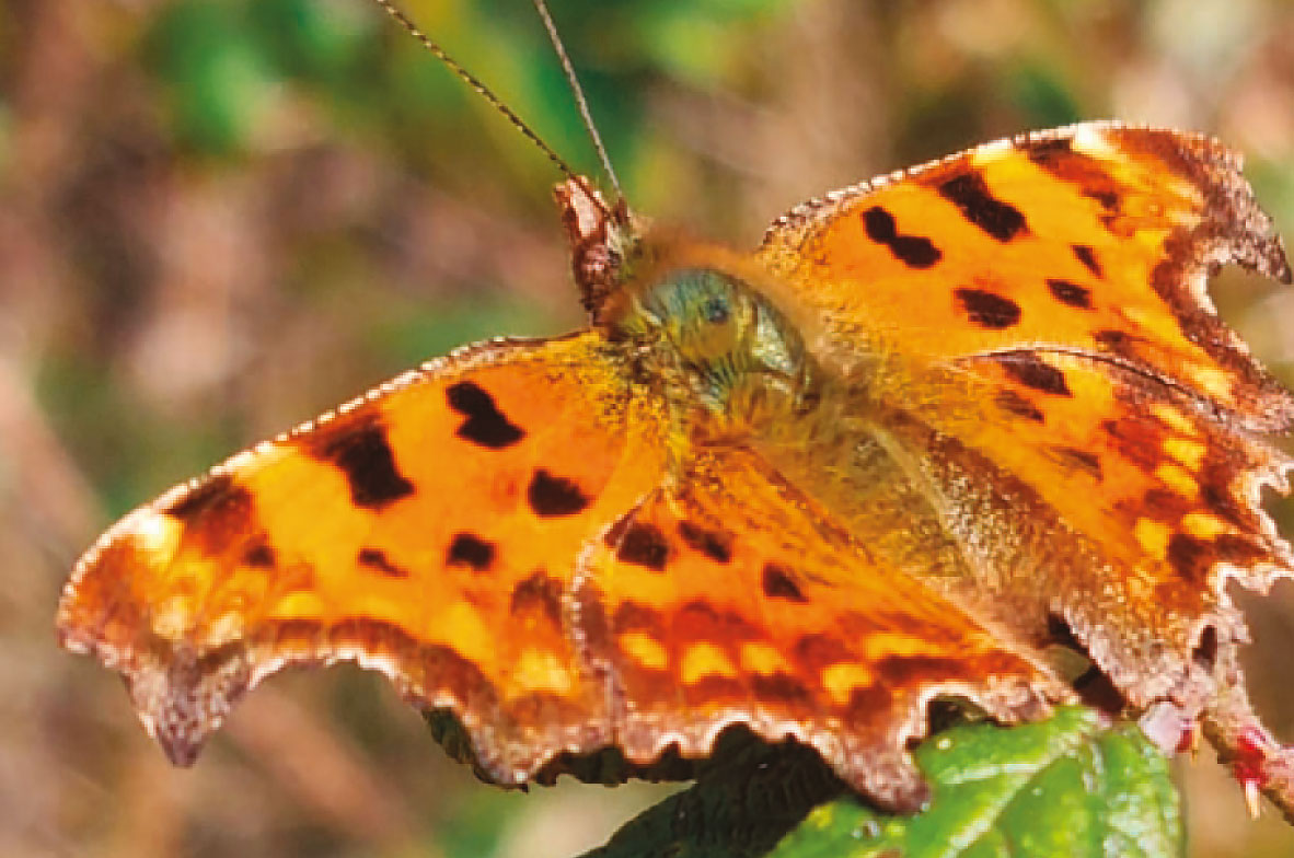 Comma