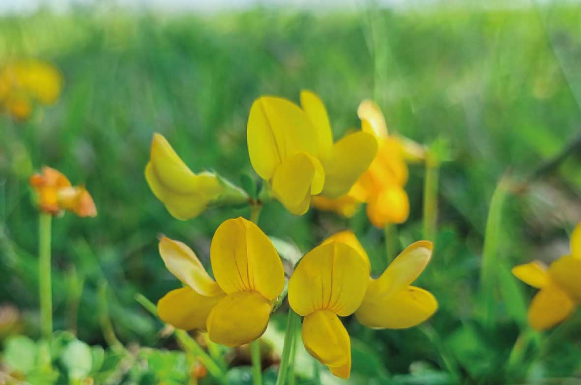 Common-Birds-Foot-Trefoil