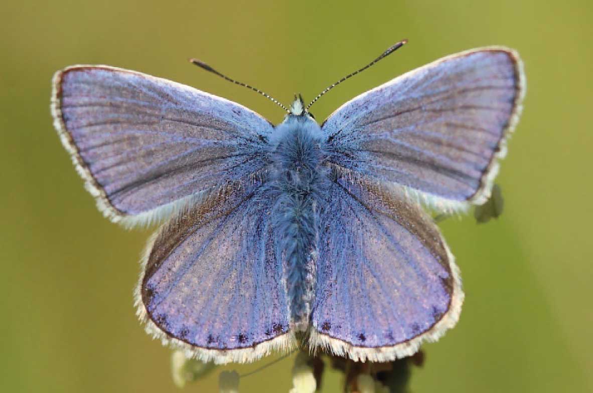 Common-Blue