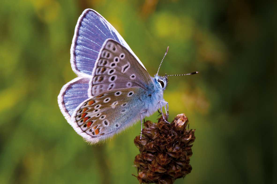 Common-Blue