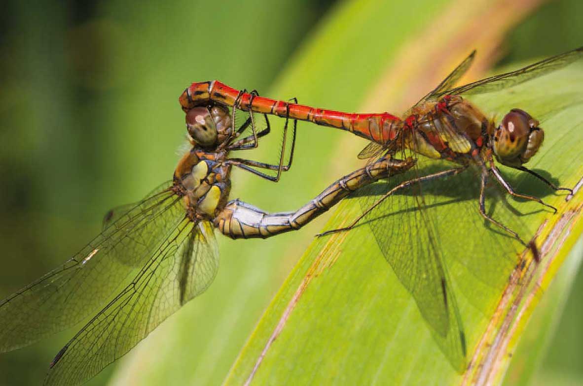 Common-Darter