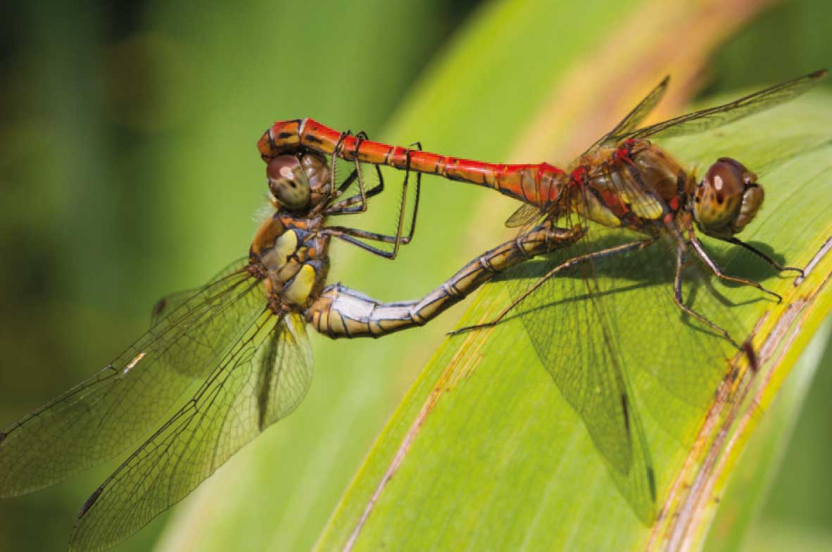 Common-Darters