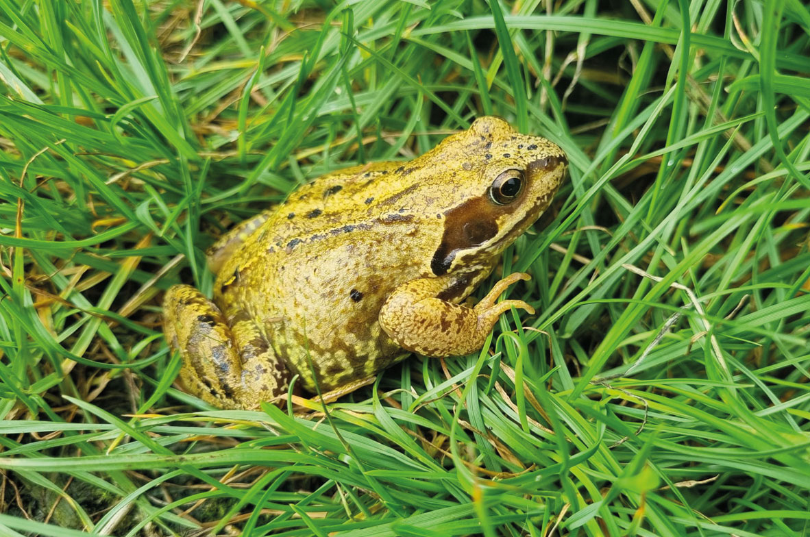 Common-Frog