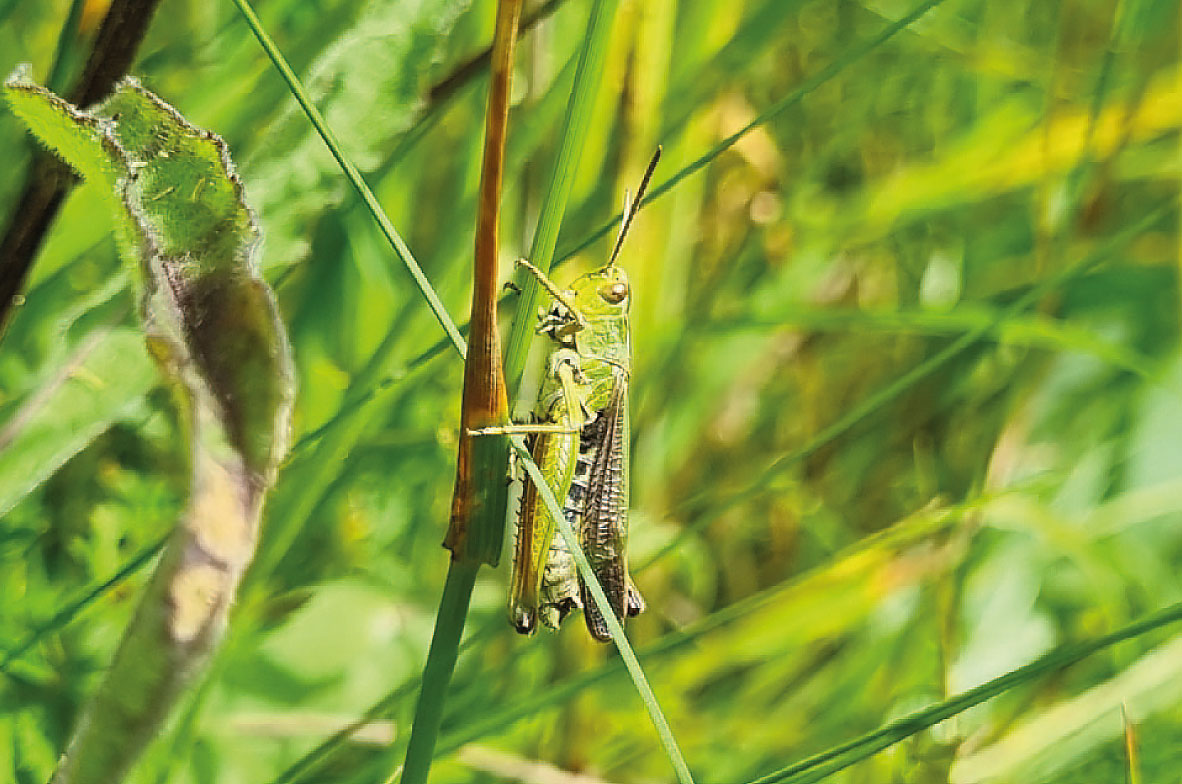 Common-Green-Grasshopper