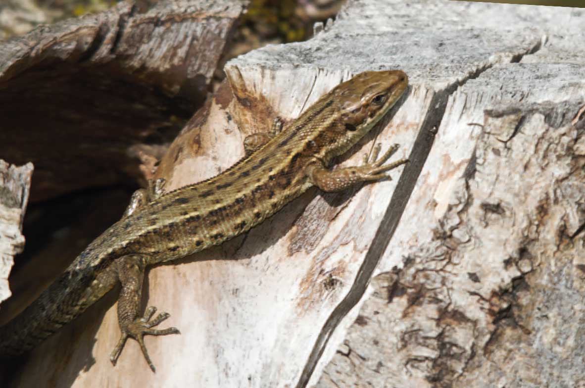 Common-Lizard