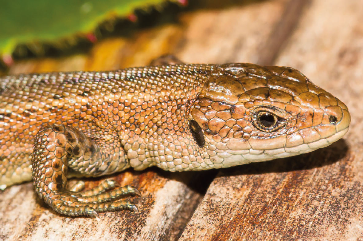 Common-Lizard2