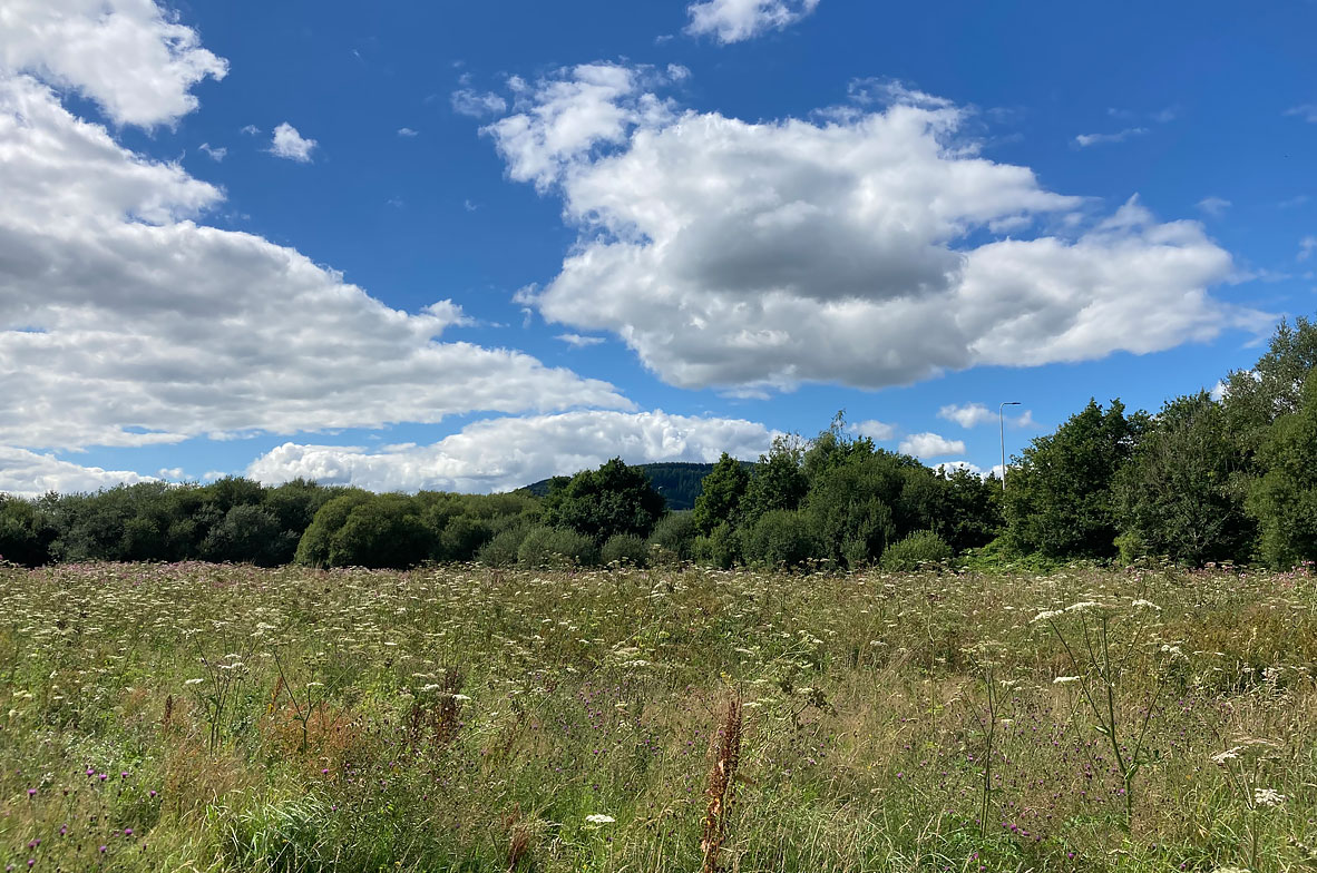 Cors-Pant-Marsh