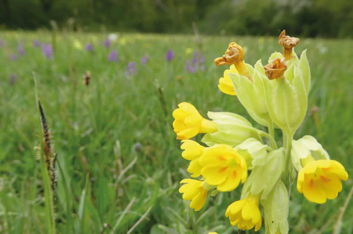 Cowslip