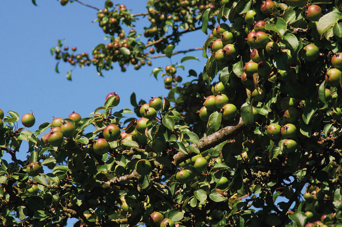 Crab-Apple-Tree