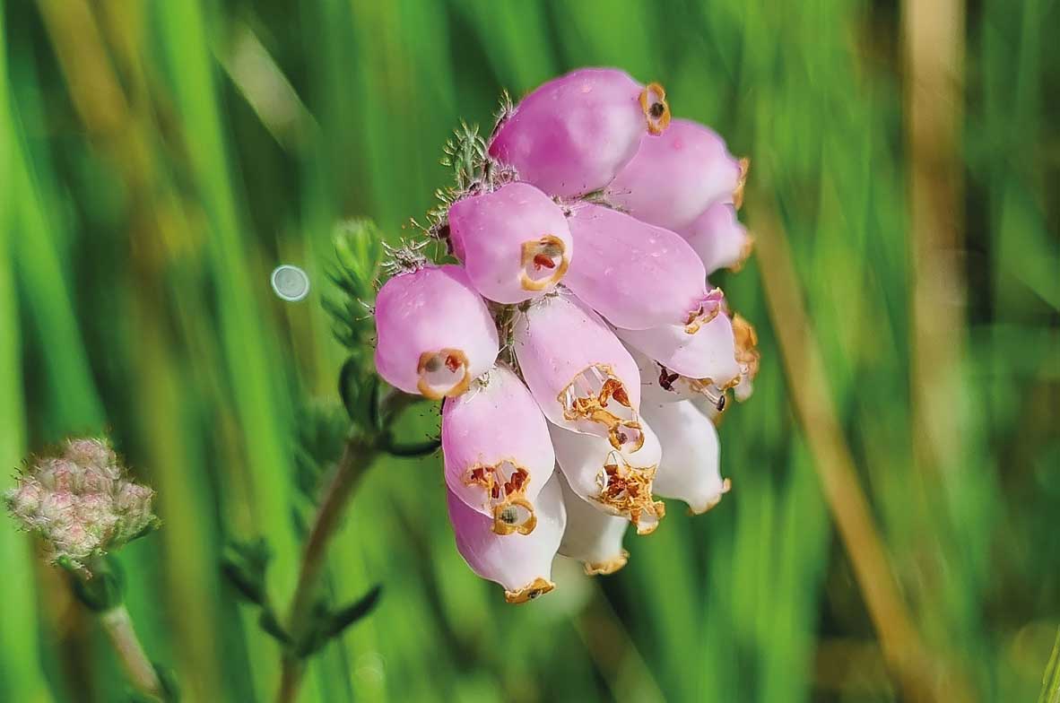Cross-Leaved-Heath