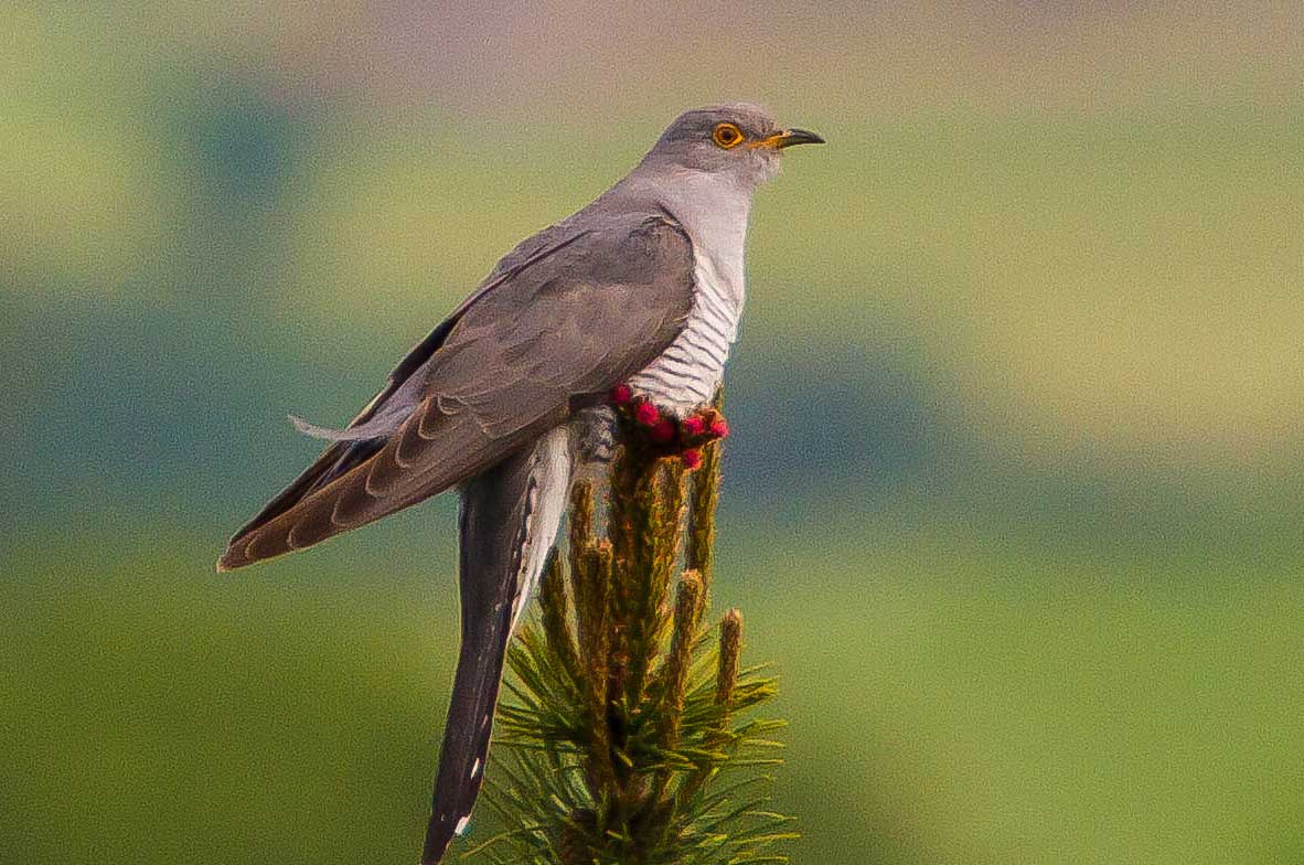 Cuckoo