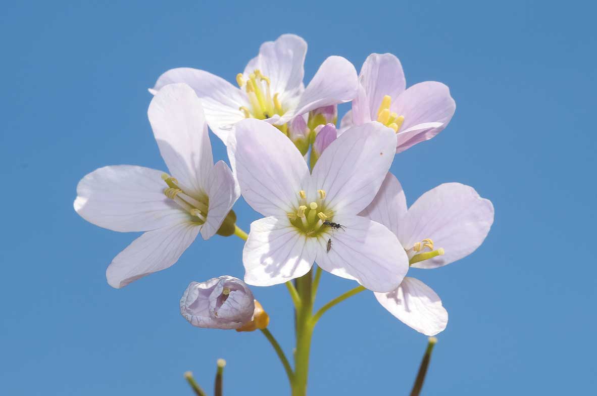 Cuckooflower