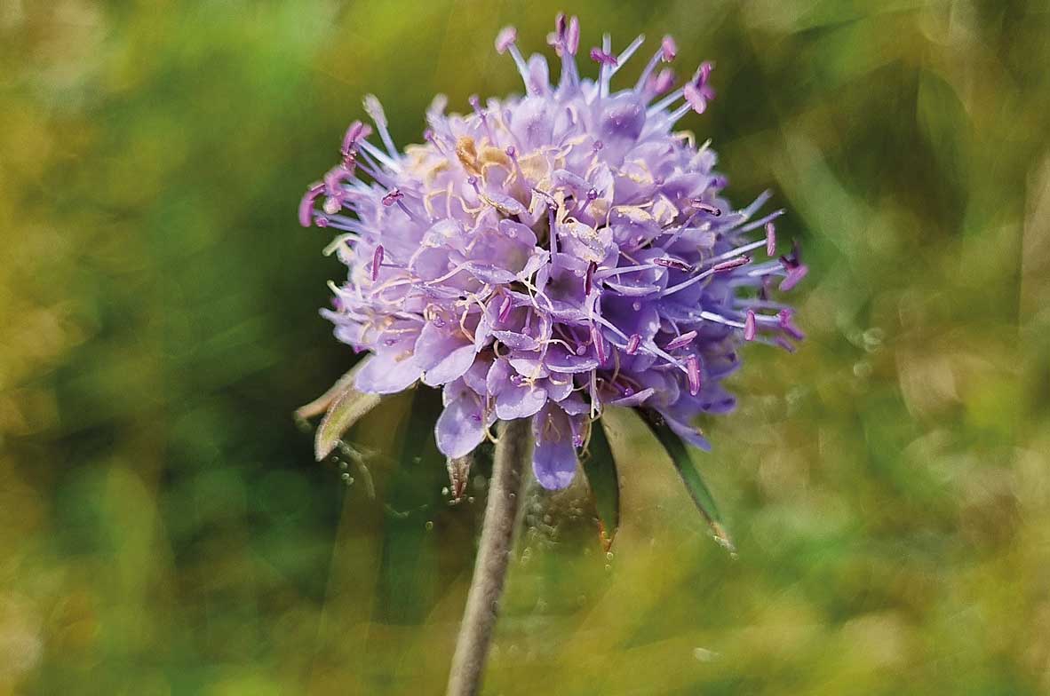 Devils-Bit-Scabious