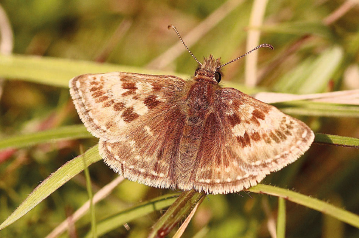 Dingy-Skipper